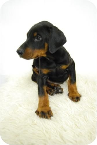 doberman,. cachorros con 3 meses, vacunados y con chip,500 euros