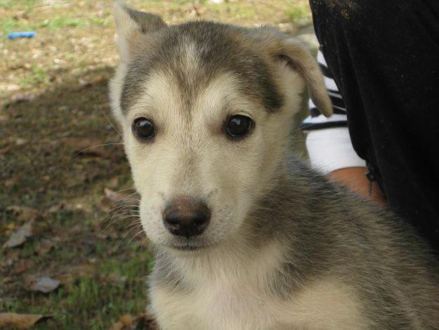 Preciosa cachorrita cruce de Husky busca una familia que la adopte