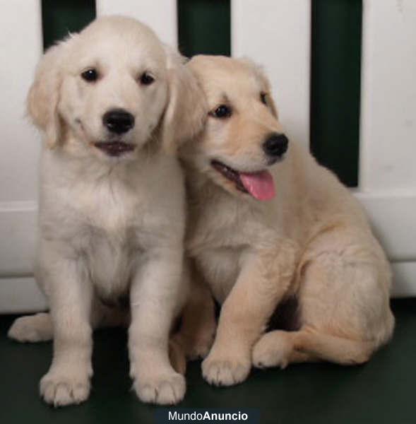 tu golden, preciosos y cariñosos cachorros