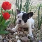 Bulldog Frances fawn (dorados) para exposicion, excelente pedigree. - mejor precio | unprecio.es