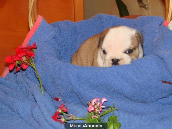 Cachorros de bulldog ingles, machos y hembras, excelente genetica