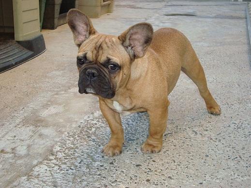 EN VENTA BULLDOG FRANCES FAWN