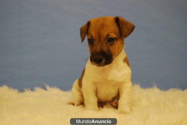 Excelentes cachorritos de Jack russell terrier