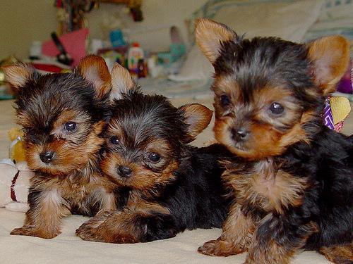 T-taza minúscula Yorkies del kc