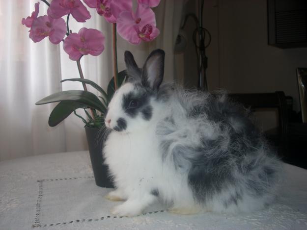 Vendo conejos enanos angora frances