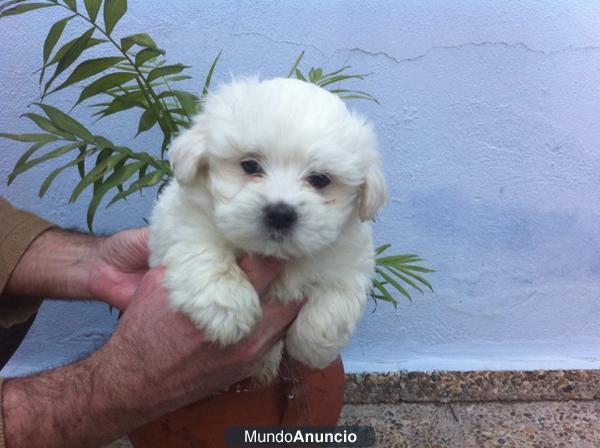 Camadita de bichón maltés pequeñitos