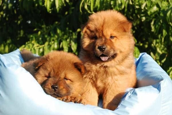 ¡Chow-chow, el excelente cachorro que deseas!