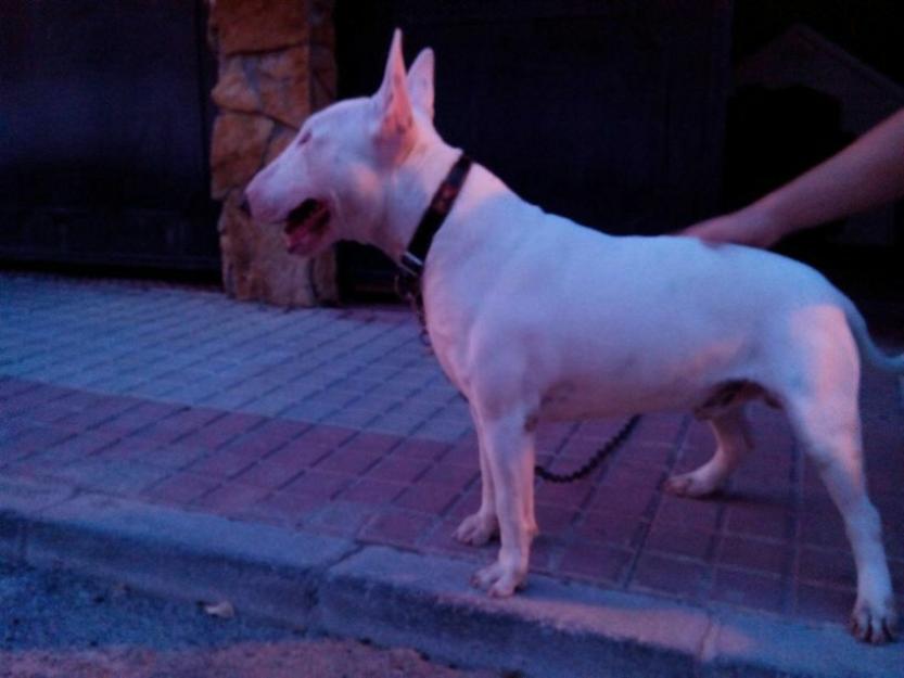 Bull terrier