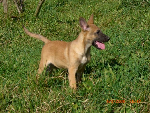 CACHORROS MALINOIS DE TRABAJO.