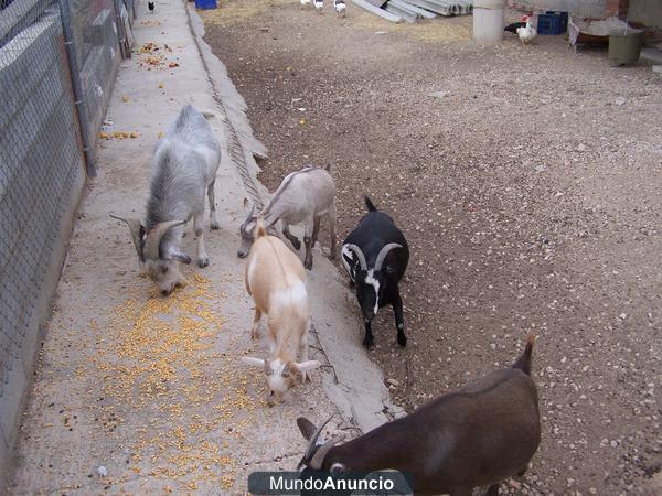 CHOLLO LOTE DE CABRAS ENANAS.