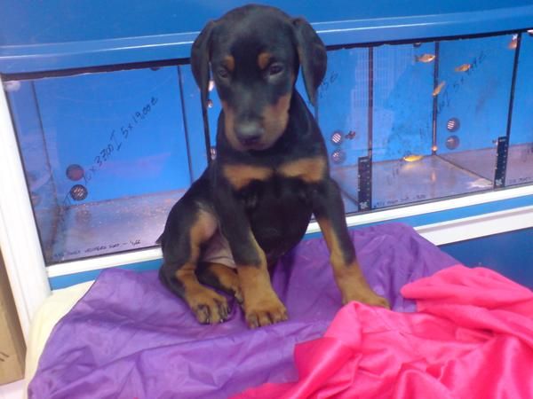 DOBERMAN, CACHORROS, VENTA CRIADERO