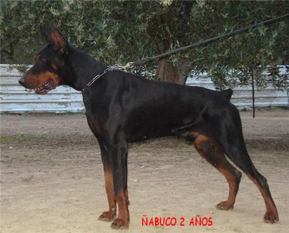 doberman cordoba