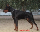 doberman cordoba - mejor precio | unprecio.es