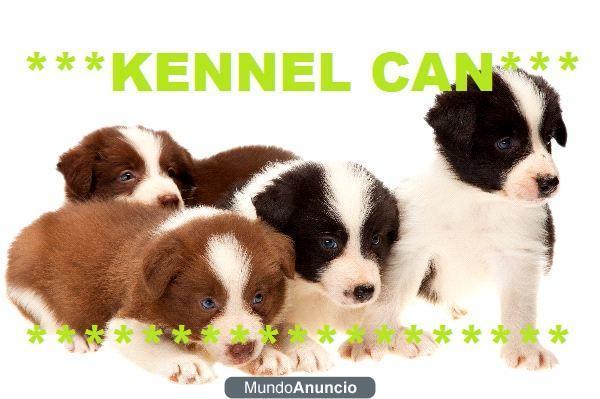 EXCELENTES CACHORRITOS DE BORDER COLLIE