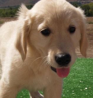 Magnificos cachorros de Labrador