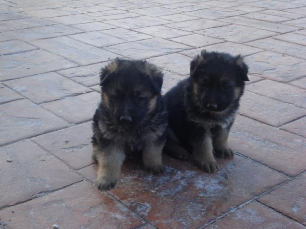 MAGNIFICOS CACHORROS PASTOR ALEMAN NEGRO FUEGO LEGITIMOS