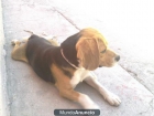 Para cruza Beagle Tricolor - mejor precio | unprecio.es