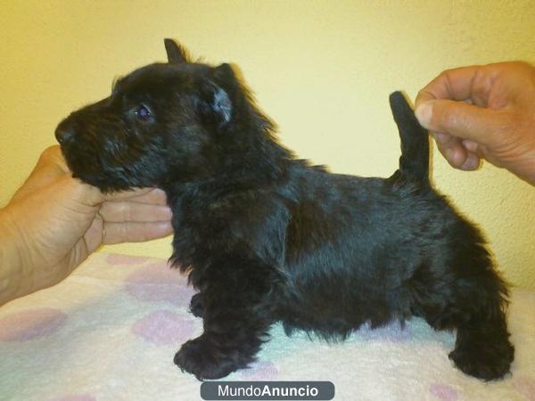 scottish terrier