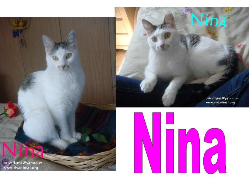 Urgente, gata NINA necesita acodida o adopción