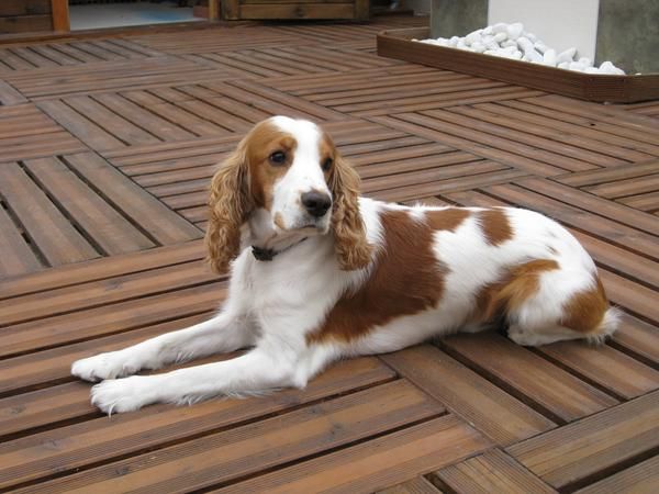 cocker spaniel busca novia