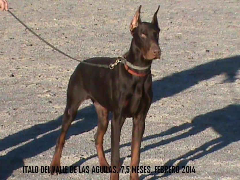 Dobermann