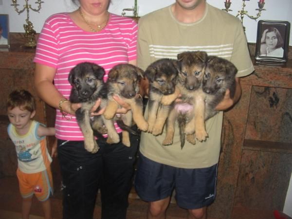 Pastores alemanes,cachorros,pedigree.