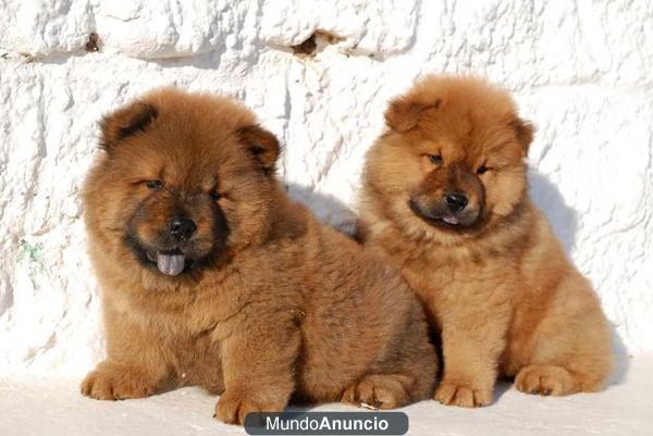 SE BUSCA FAMILIA PARA CACHORRO CHOW CHOW