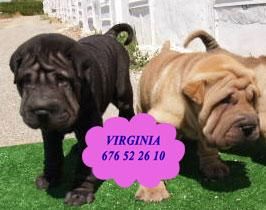 Shar-pei, adorables y baratos