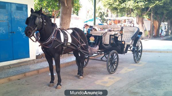 Vendo Caballo y Carruajes en Torrevieja