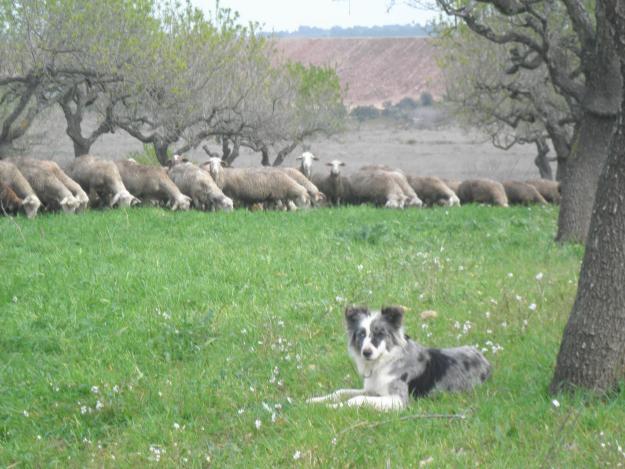 vendo cachorros border collie muy economicos