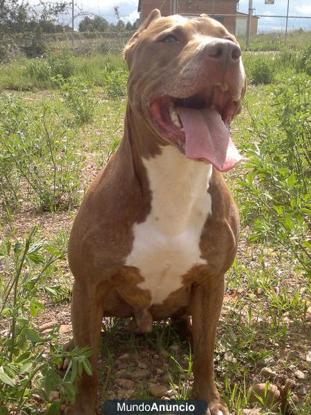 AMERICAN PITBULL TERRIER PARA MONTAS