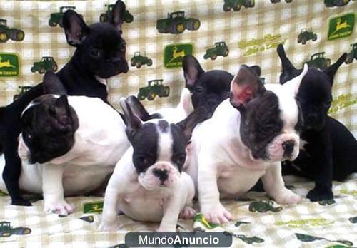 BULLDOG FRANCES CACHORROS