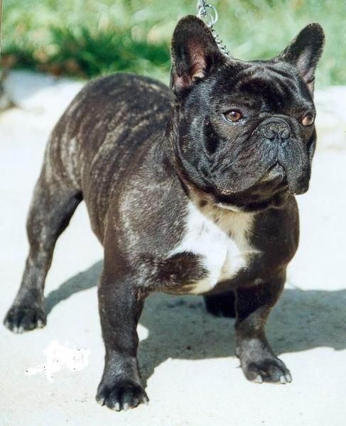 cachorros de bulldog france.