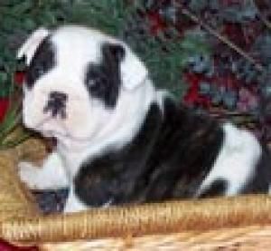 Camada Bulldog Frances machos y hembras. - Castellon