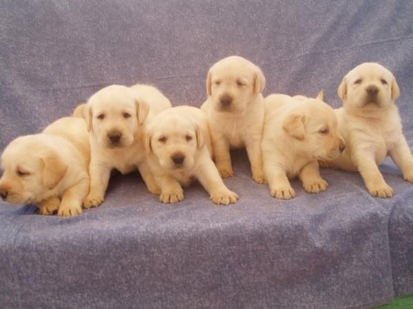 Magnificos cachorritos de labrador doradocon pedigree