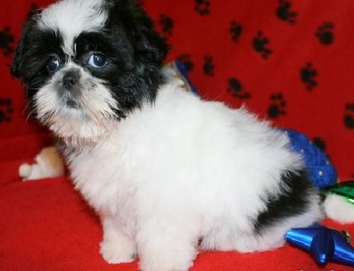 Preciosos shih tzu con excelente pedigree, 100  .