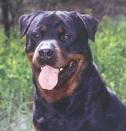 rottweiler regalados