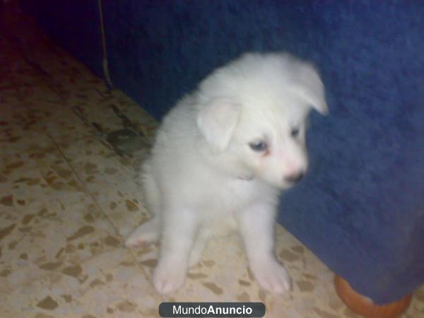 VENDO SAMOYEDOS