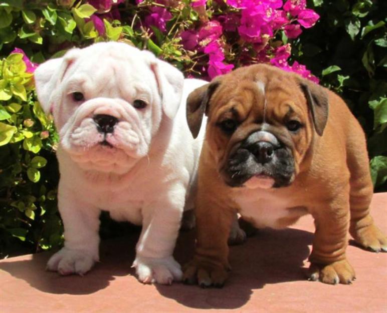 Cachorros de bulldog ingles disponibles