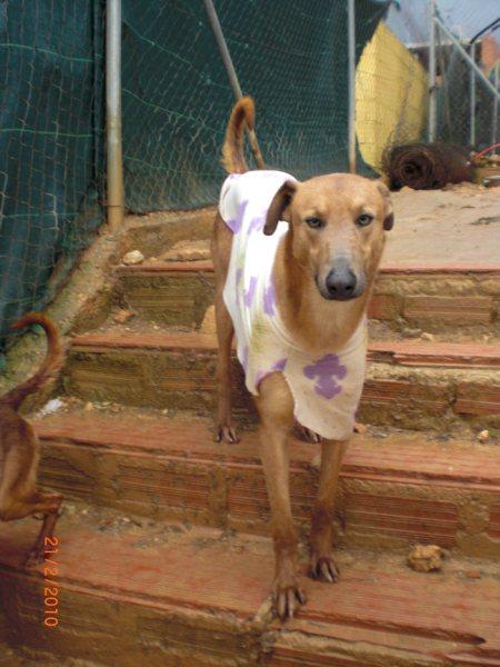 KARUN,GALGO MUY BUENO BUSCA HOGAR