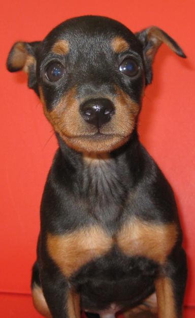 precioso mini pincher macho