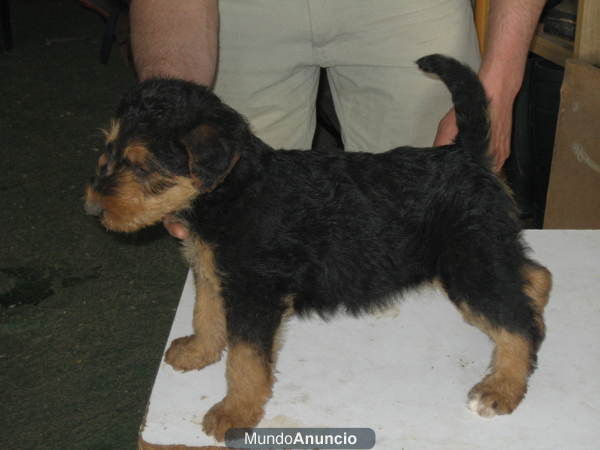 ultimos dos cachorros airedales 