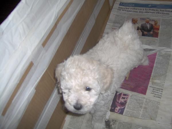 Vendo cachorros caniche