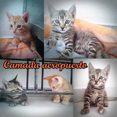 Camada aeropuerto. Urge adopción!!