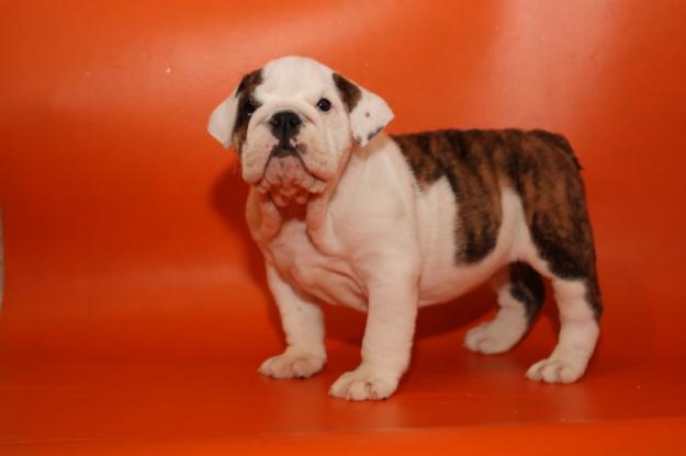 Bulldog Inglés lindo y adorable para la venta