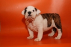 Bulldog Inglés lindo y adorable para la venta - mejor precio | unprecio.es