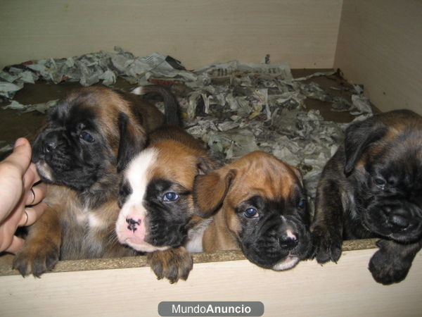 CACHORRITOS BOXER CON PEDIGREE ECONOMICOS