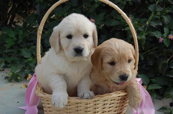 GOLDEN RETRIEVER cachorros LINEA DE CAMPEONES PEDIGREE