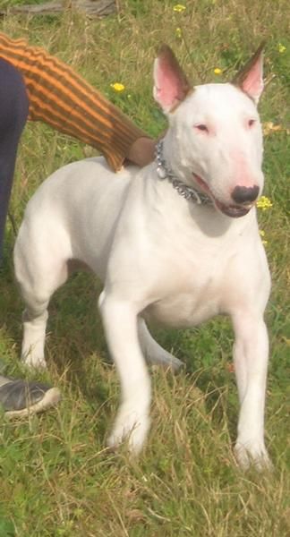 preiosa camada bull terrier,PEDIGREE.600 EUROS