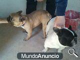 se vende camada de bulldog frances